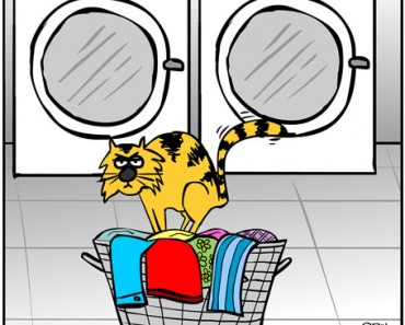 kitty cat