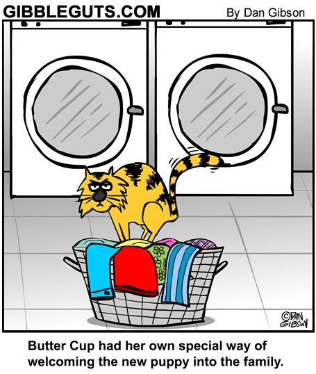 kitty cat